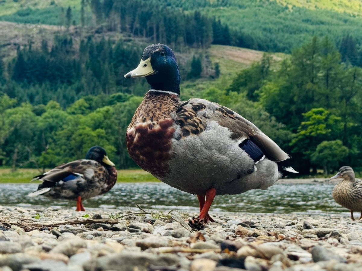 The Ducks at Loch Lubnaig