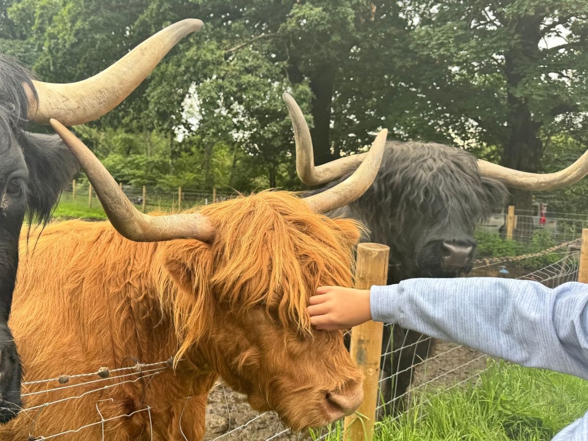 The Hairy Highland cows at Kilmahog on our Stirling Castle on day tour from Edinburgh The Hairy Highland cows at Kilmahog on our Stirling Castle on day tour from Edinburgh