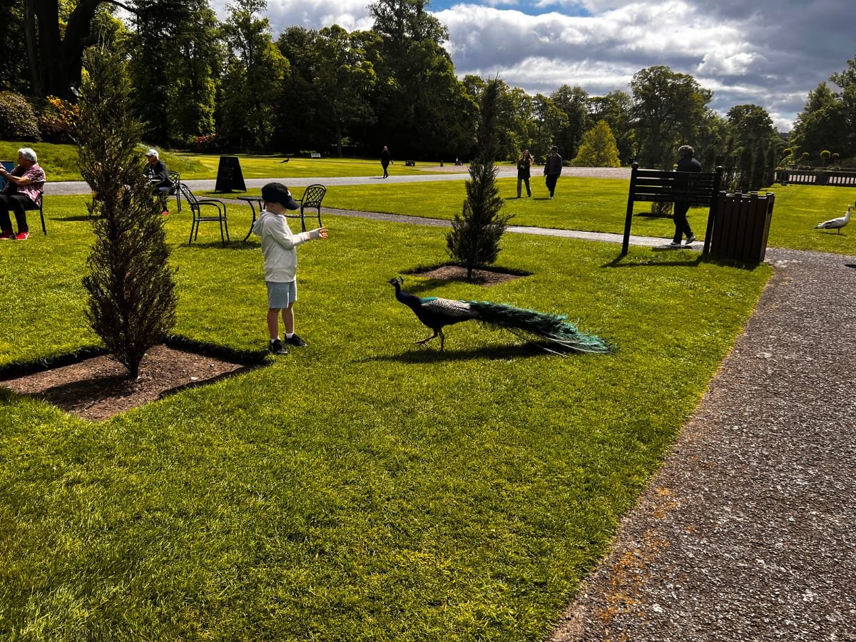 The Peacocks at Scone Palace