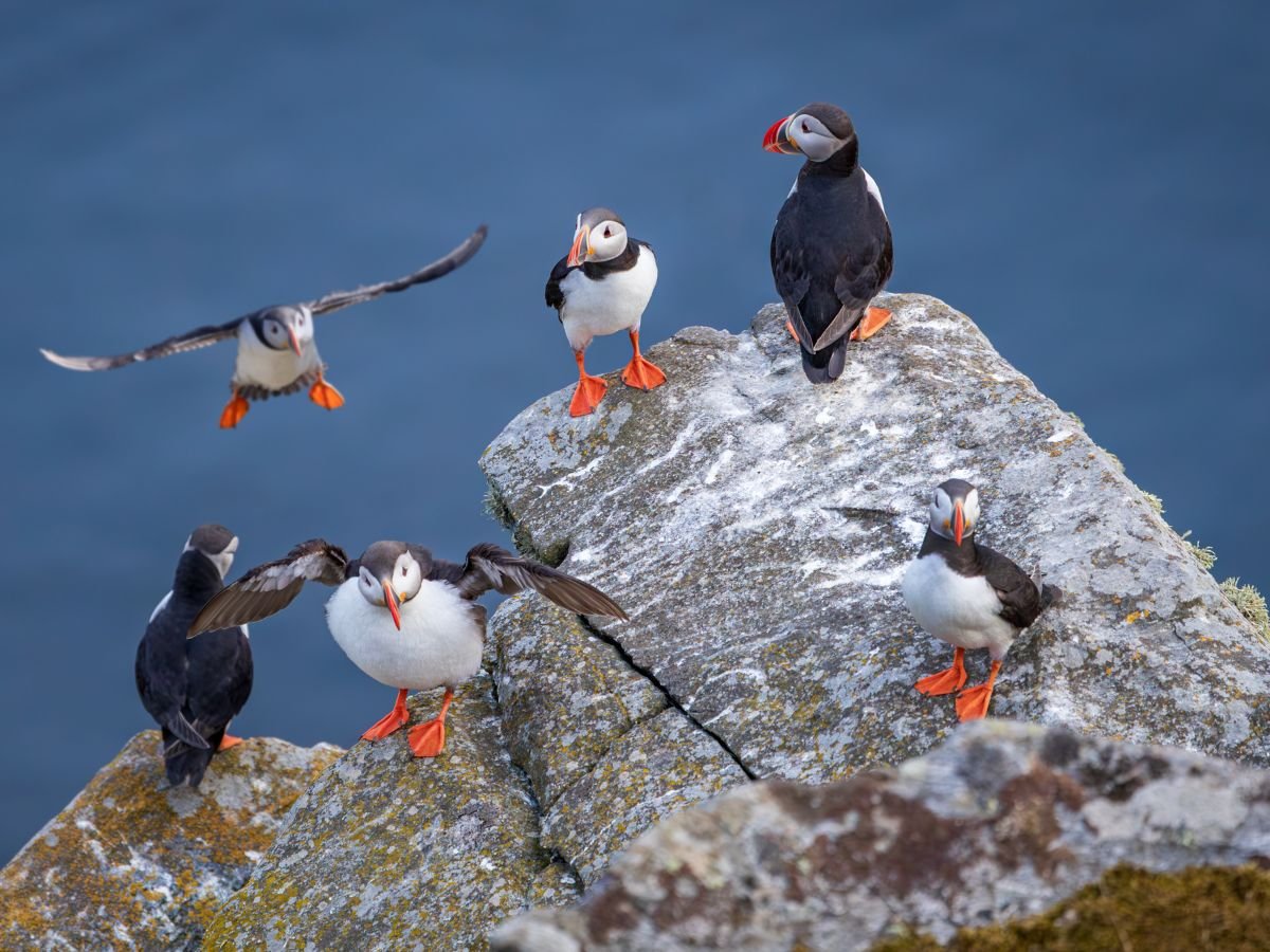 Puffins in Scotland on our one day Private Tour from Edinburgh at Tour Guide Scotland Puffins in Scotland on our one day Private Tour from Edinburgh at Tour Guide Scotland