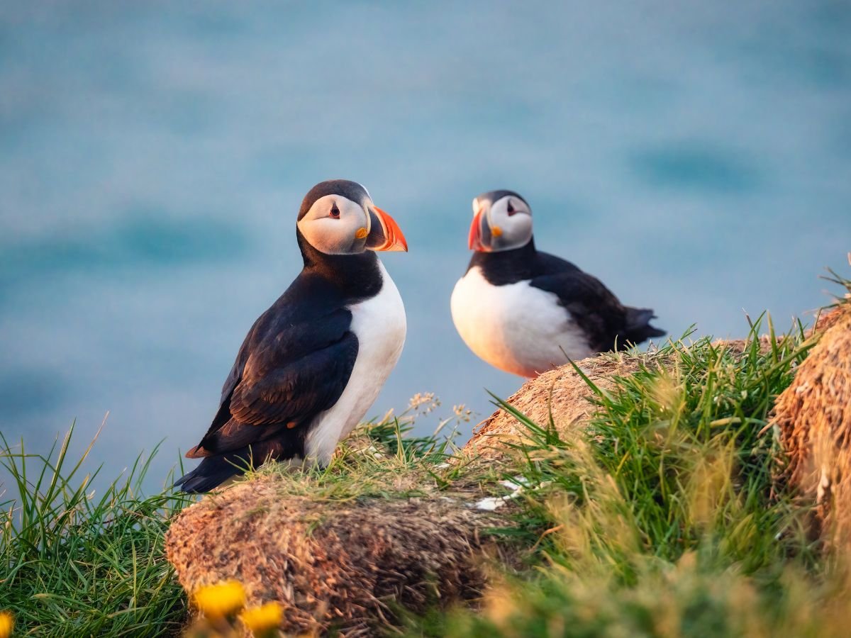 A couple of Atlantic Puffins in Scotland on our one day Private Tour from Edinburgh at Tour Guide Scotland A couple of Atlantic Puffins in Scotland on our one day Private Tour from Edinburgh at Tour Guide Scotland