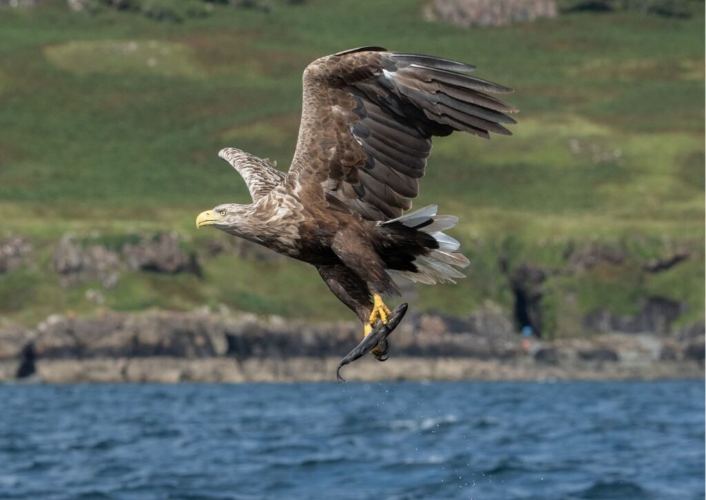 White Tailed Eagle on The Isle Of Mull at www.TourGuideScotland.com