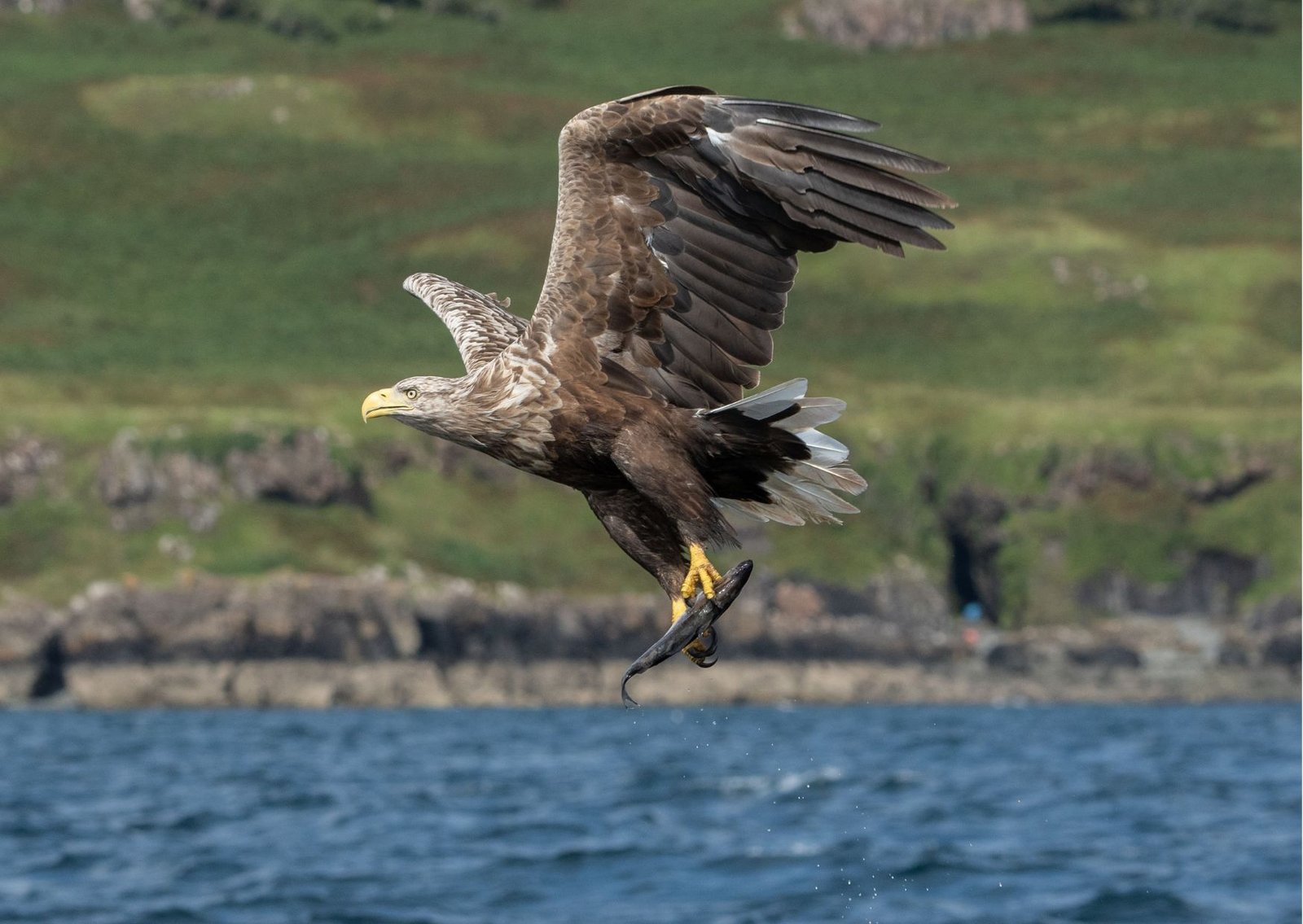 White Tailed Eagle on The Isle Of Mull at www.TourGuideScotland.com
