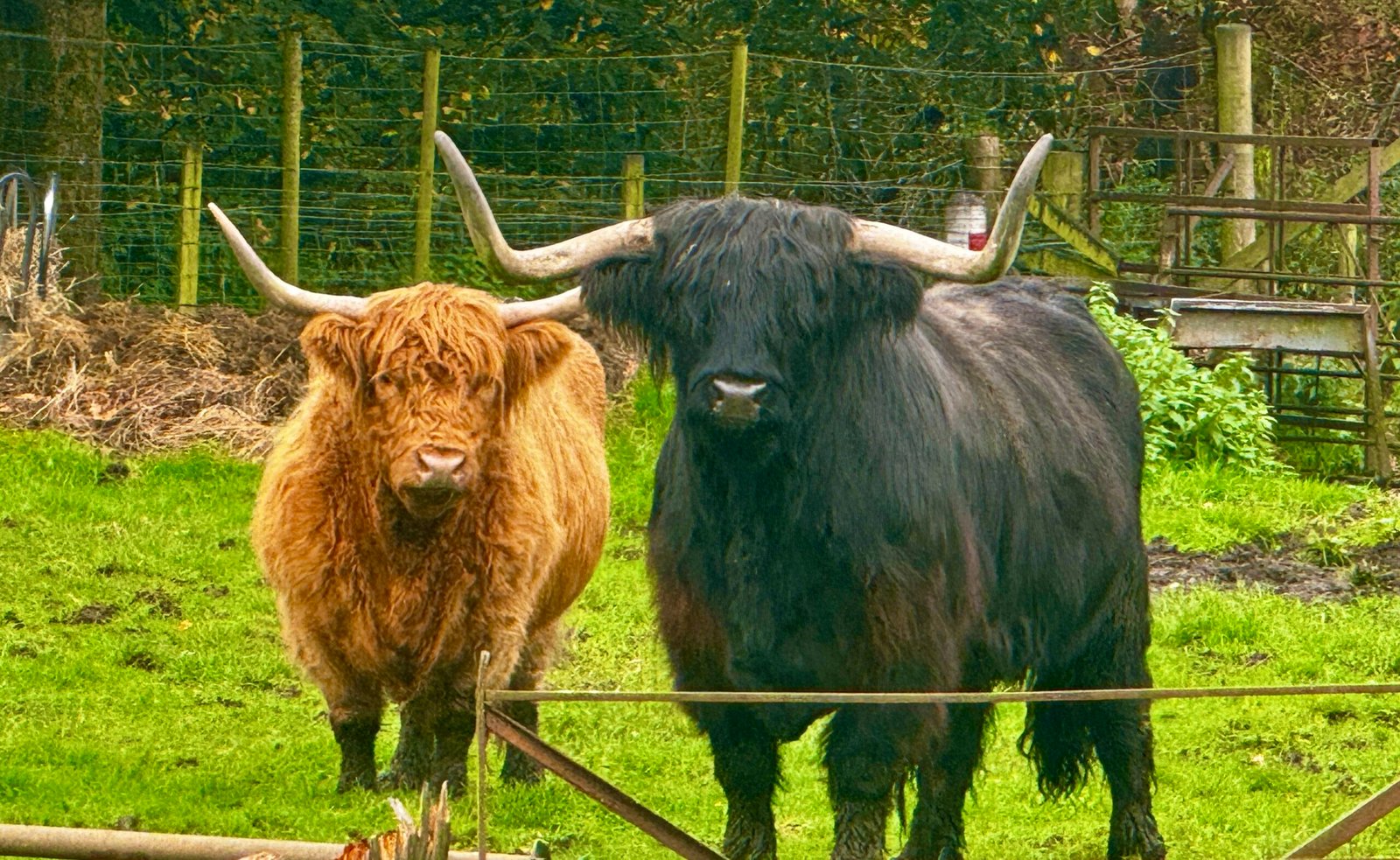 Highland Cattle Two Highland cows, one ginger and one black, standing side by side behind a fence.