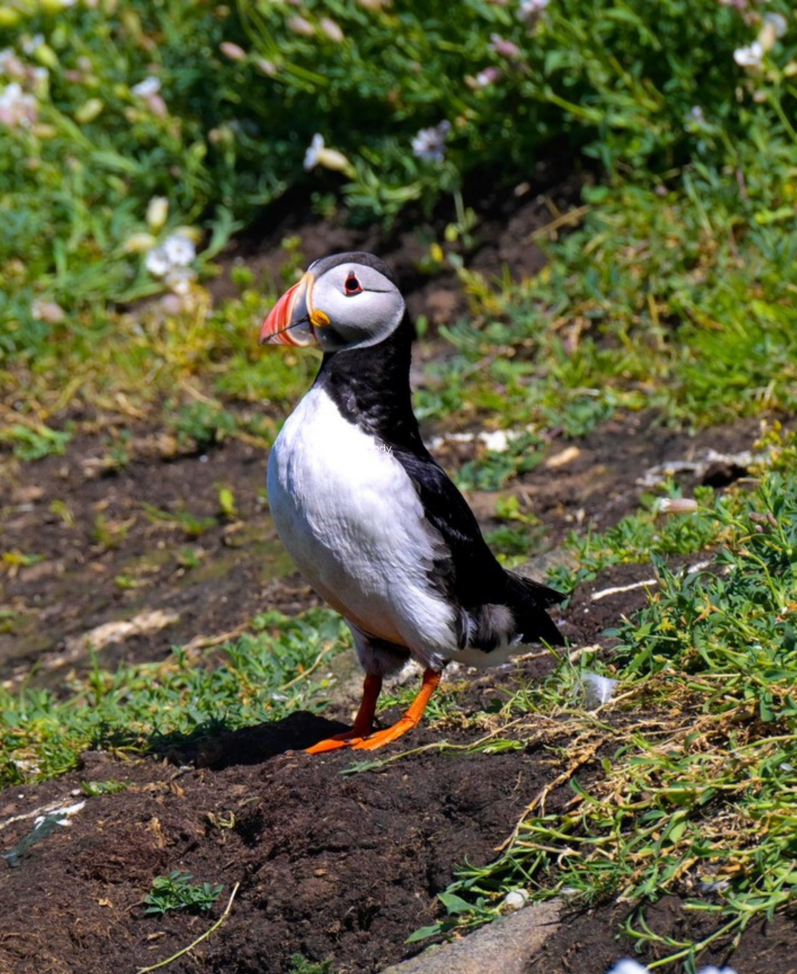 Atlantic Puffin An Atlantic puffin standing on bare earth near burrows, surrounded by grass and wildflowers