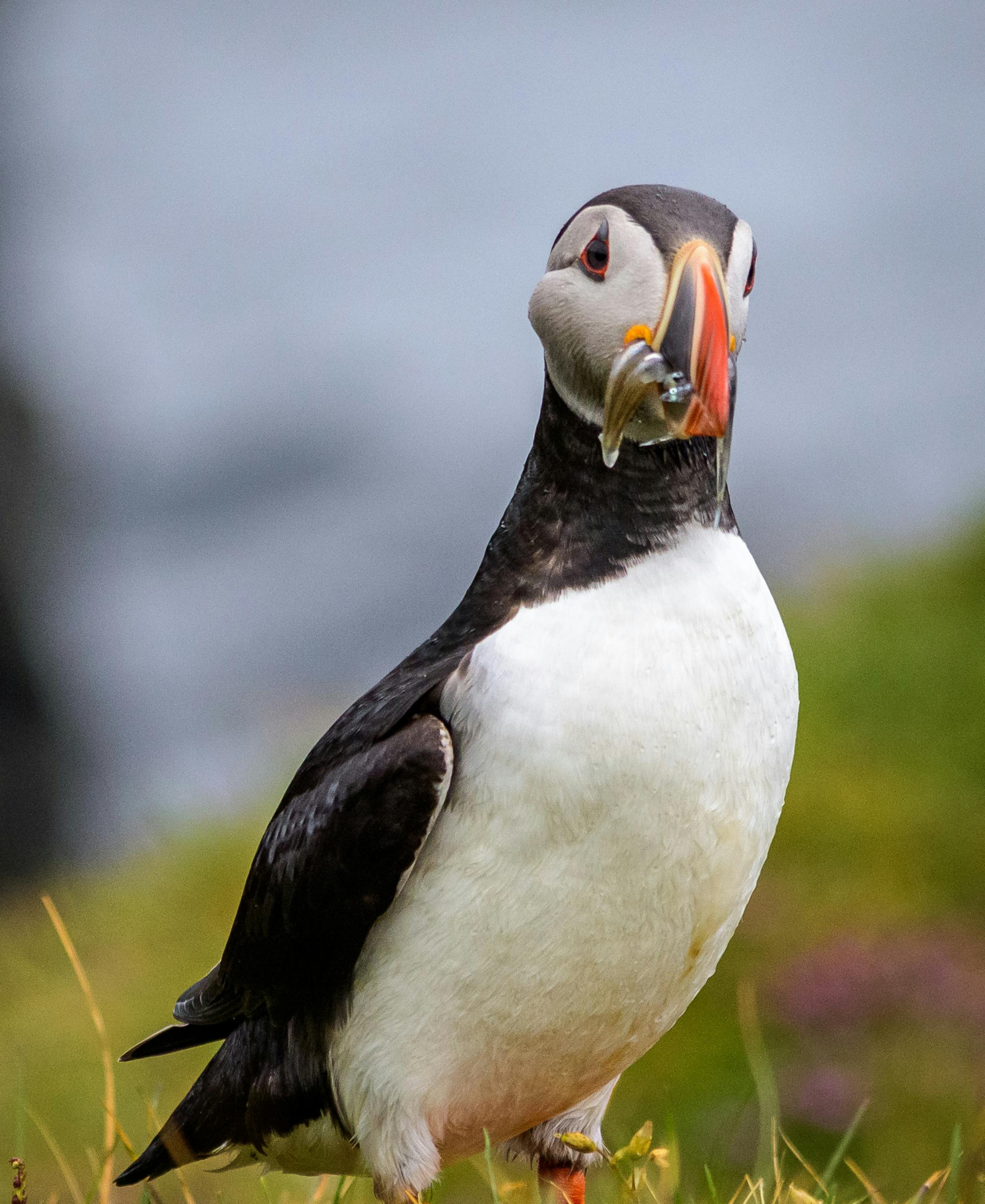 Puffin