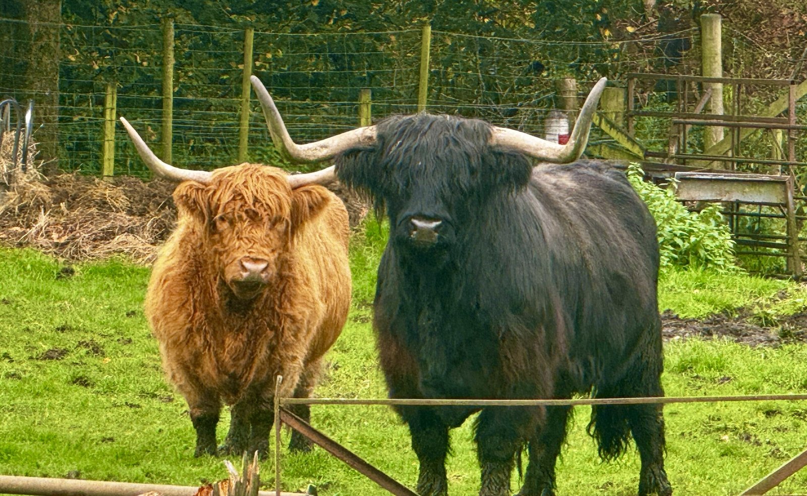 Hairy Highland Cows Two Highland Cows in the field