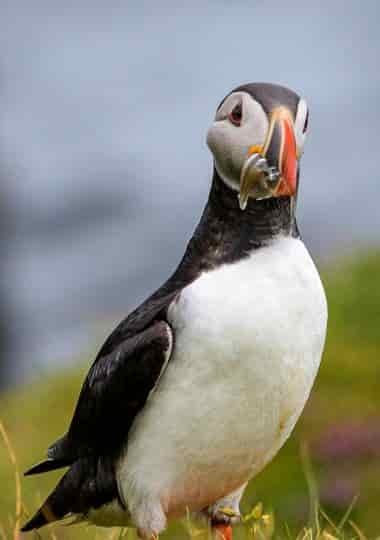 Atlantic puffin on the cliffs on Isle of may with fish in it's mouth